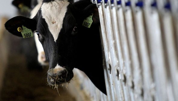 País recebe status internacional como livre de febre aftosa sem vacina