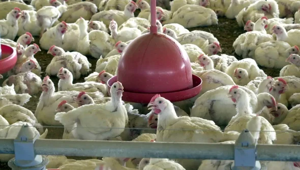 Albânia, Namíbia e Índia suspendem importação de frango do Brasil