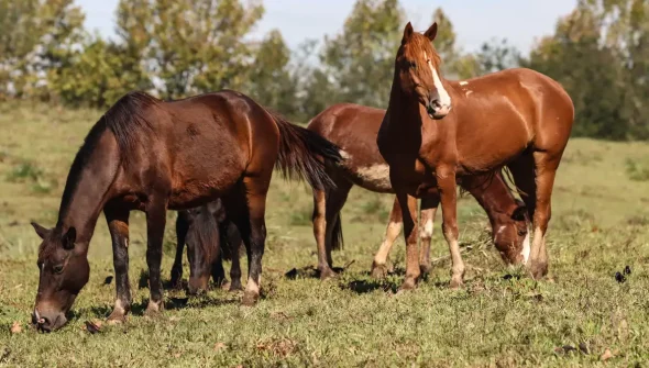 Ração contaminada mata 245 equinos em quatro estados