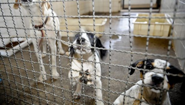 Projeto aprovado na Câmara proíbe uso de animais em testes cosméticos