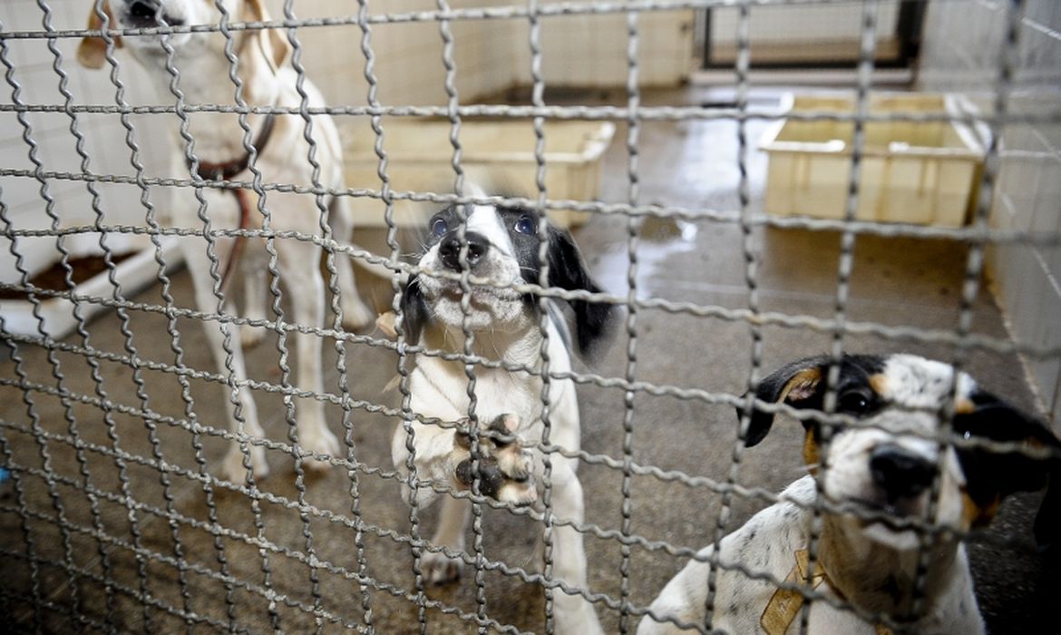OAB Barro Preto - Projeto aprovado na Câmara proíbe uso de animais em testes cosméticos