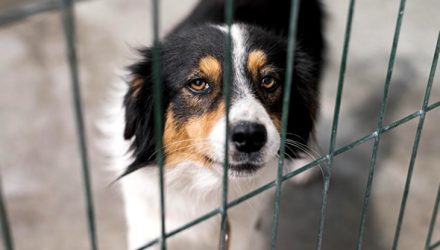 GAPA de Lagoa Santa adota protocolo clínico completo para animais resgatados