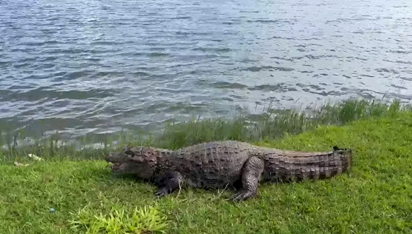 Jacaré é ferido por arpão na Lagoa Central e caso gera revolta