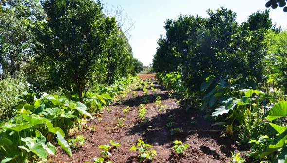 Petrobras participará de programa de incentivo a florestas produtivas