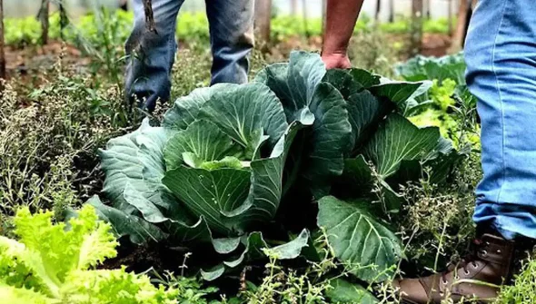 Agricultura familiar receberá R$ 60 milhões para produção de bioinsumo