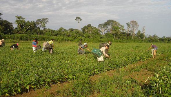 Plano Safra: BNDES atinge R$ 10 bilhões de recursos aprovados