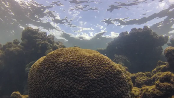 Calor, acidez das águas e pouco alimento ameaçam ecossistemas marinhos