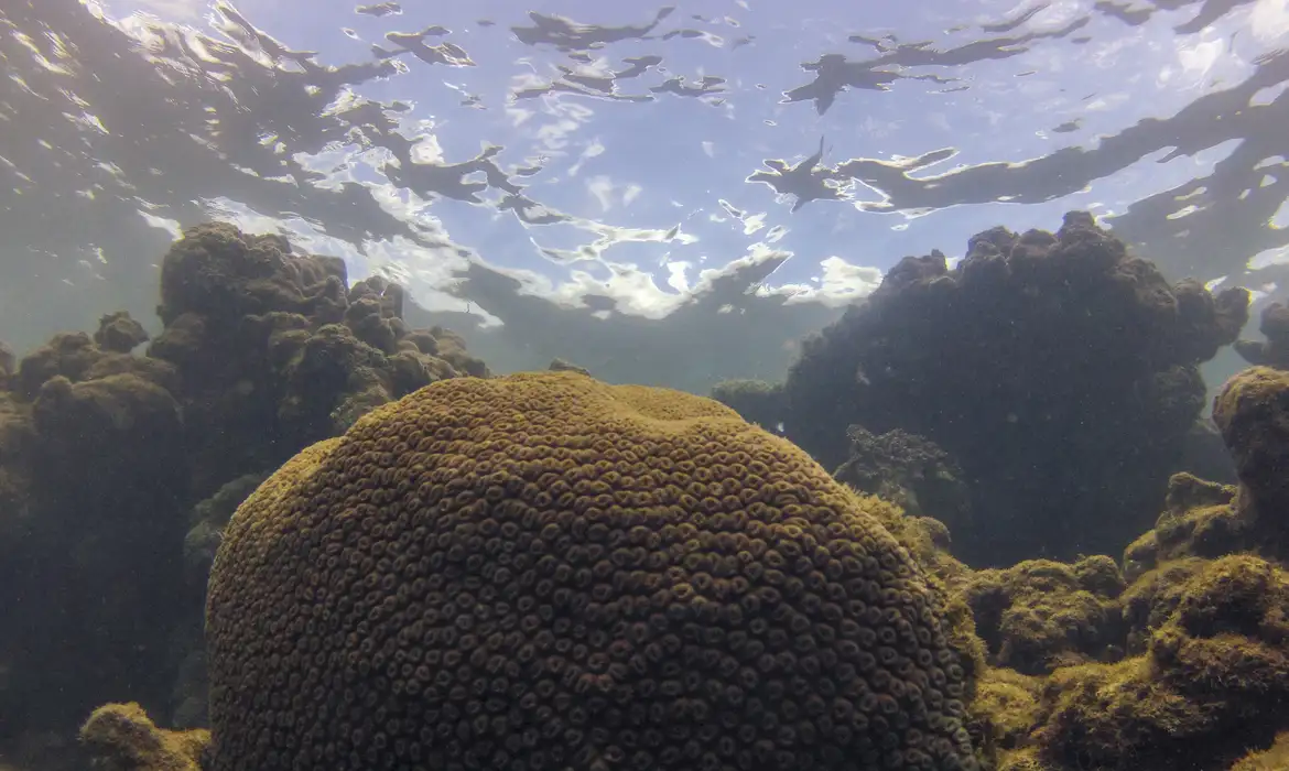 OAB Barro Preto - Calor, acidez das águas e pouco alimento ameaçam ecossistemas marinhos
