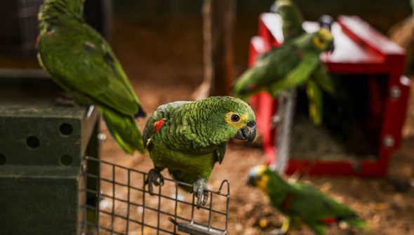 Polícia do Rio resgata 90 aves silvestres que seriam vendidas em feira
