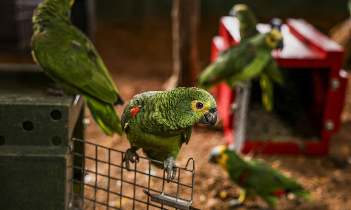 OAB Barro Preto - Polícia do Rio resgata 90 aves silvestres que seriam vendidas em feira