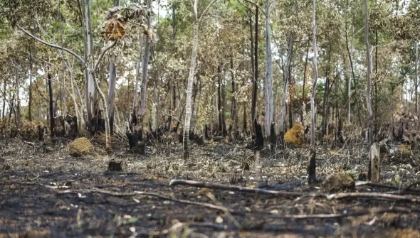 Ano de 2025 é quinto com maior área atingida por queimadas até agosto