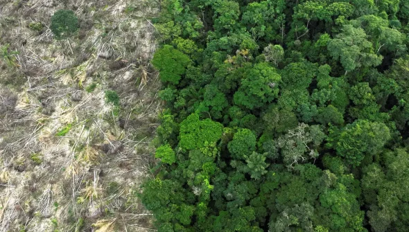 Em 40 anos, Amazônia perdeu área de vegetação do tamanho da França