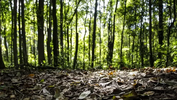 Produção florestal do país cresce 16,7% e chega a R$ 44,3 bi em 2024