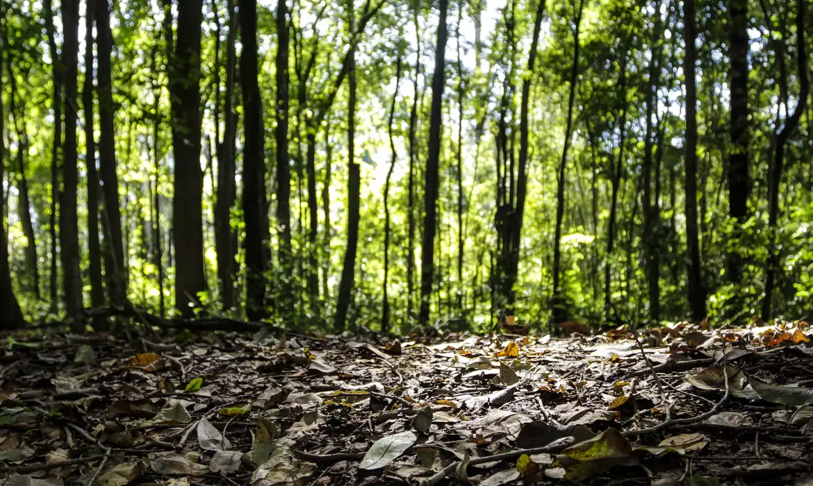 OAB Barro Preto - Produção florestal do país cresce 16,7% e chega a R$ 44,3 bi em 2024