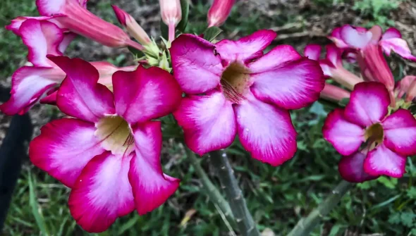 Hoje é Dia: início da primavera e datas ligadas à saúde são destaques