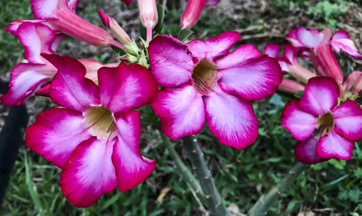 OAB Barro Preto - Hoje é Dia: início da primavera e datas ligadas à saúde são destaques