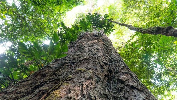 Mudança climática: gigantes da Amazônia podem ajudar cientistas