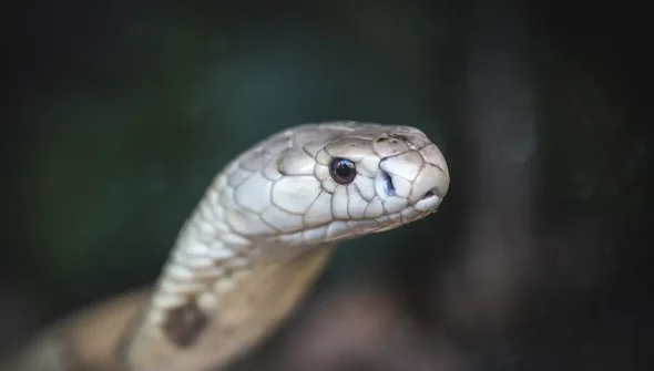 Estudo prevê substituição de roedor em testes antiveneno de serpentes