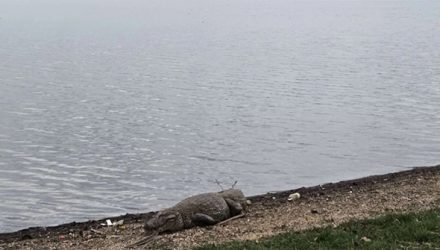 Alfredo: O Fim de Semana de Soneca do Gigante de Lagoa Santa