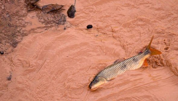 Samarco e Vale são multadas em mais de R$ 1,8 bilhão