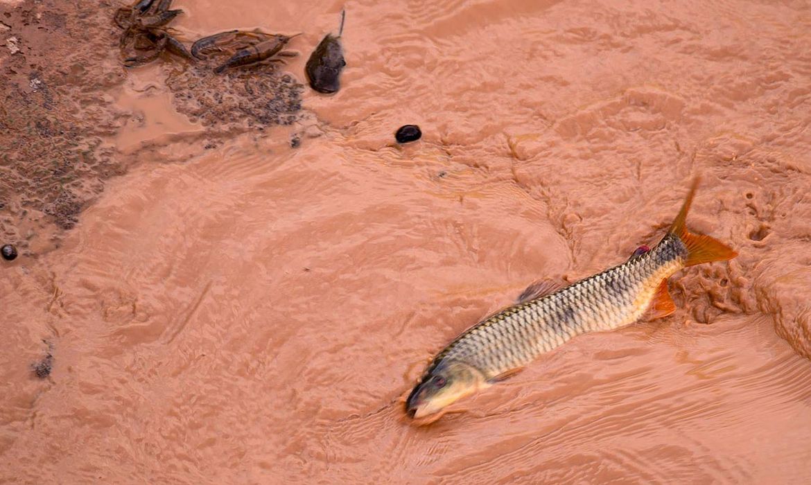 OAB Barro Preto - Samarco e Vale são multadas em mais de R$ 1,8 bilhão