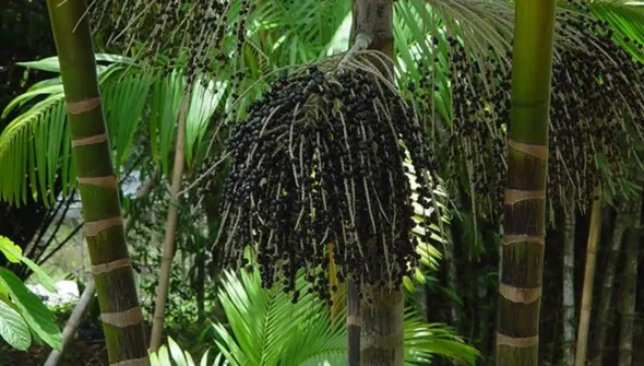Projeto transforma áreas de queimada em produção sustentável no Marajó