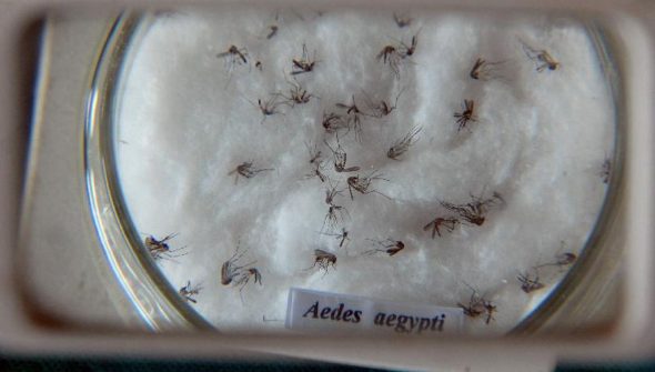 Pesquisa do Butantan padroniza nomenclatura de vírus da dengue