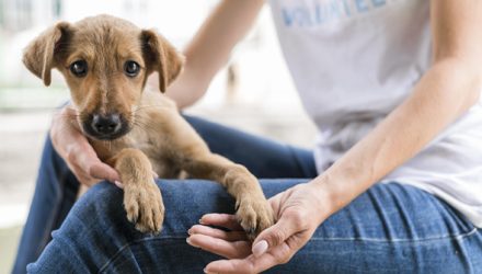 Campanha de Adoção incentiva novos lares para cães e gatos em Lagoa Santa