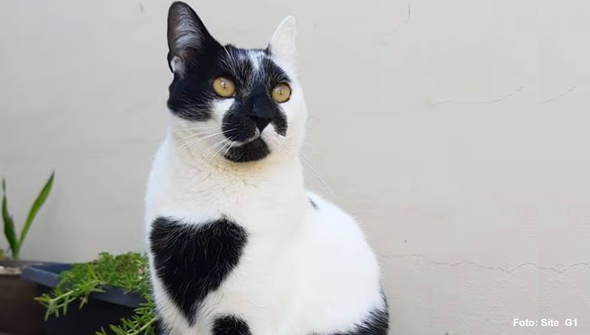 Amor em Forma de Gato: Thor de Lagoa Santa Vence Concurso Nacional de Beleza Felina