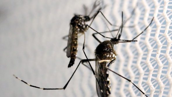 Dia D de combate ao Aedes aegypti ocorre neste sábado em todo o país