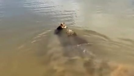 Ataque de jacaré expõe falhas na gestão da Lagoa Central