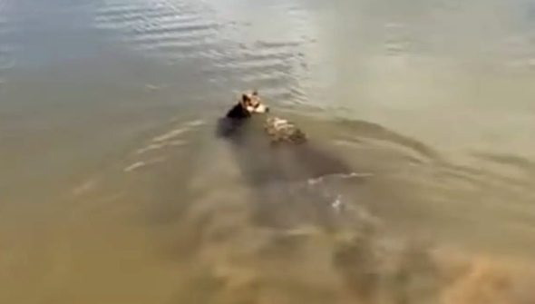 Ataque de jacaré expõe falhas na gestão da Lagoa Central