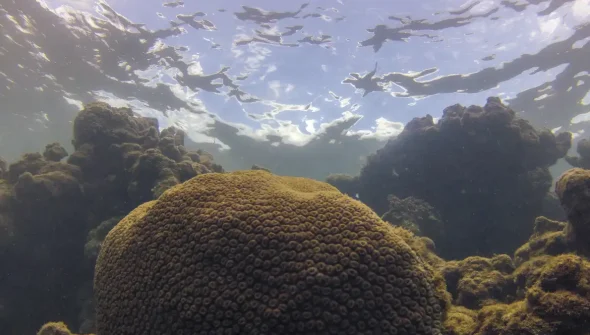 El Niño afeta ecossistema marinho no Oceano Atlântico, diz estudo