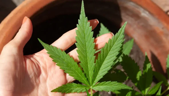 Anvisa discute nesta quarta regras para a produção de cannabis no país