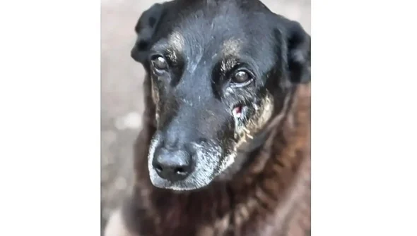 Adolescentes suspeitos de matar o cão Orelha voltam ao Brasil