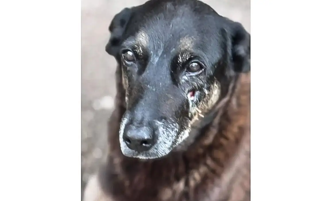 OAB Barro Preto - Adolescentes suspeitos de matar o cão Orelha voltam ao Brasil