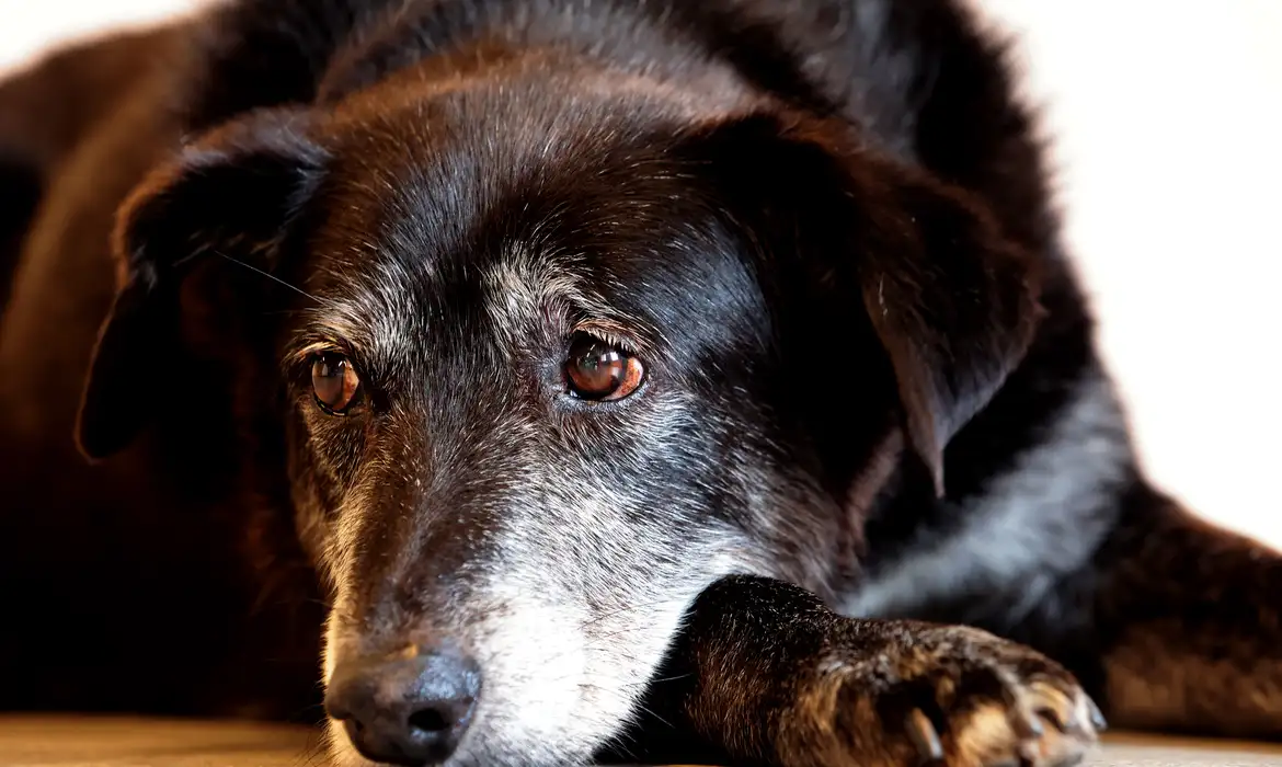 OAB Barro Preto - Justiça condena lojista a 5 anos de reclusão por maus-tratos a cães