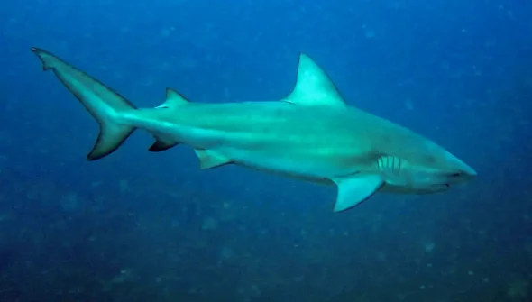 Tubarão-cabeça-chata é provável espécie que atacou garoto em Olinda