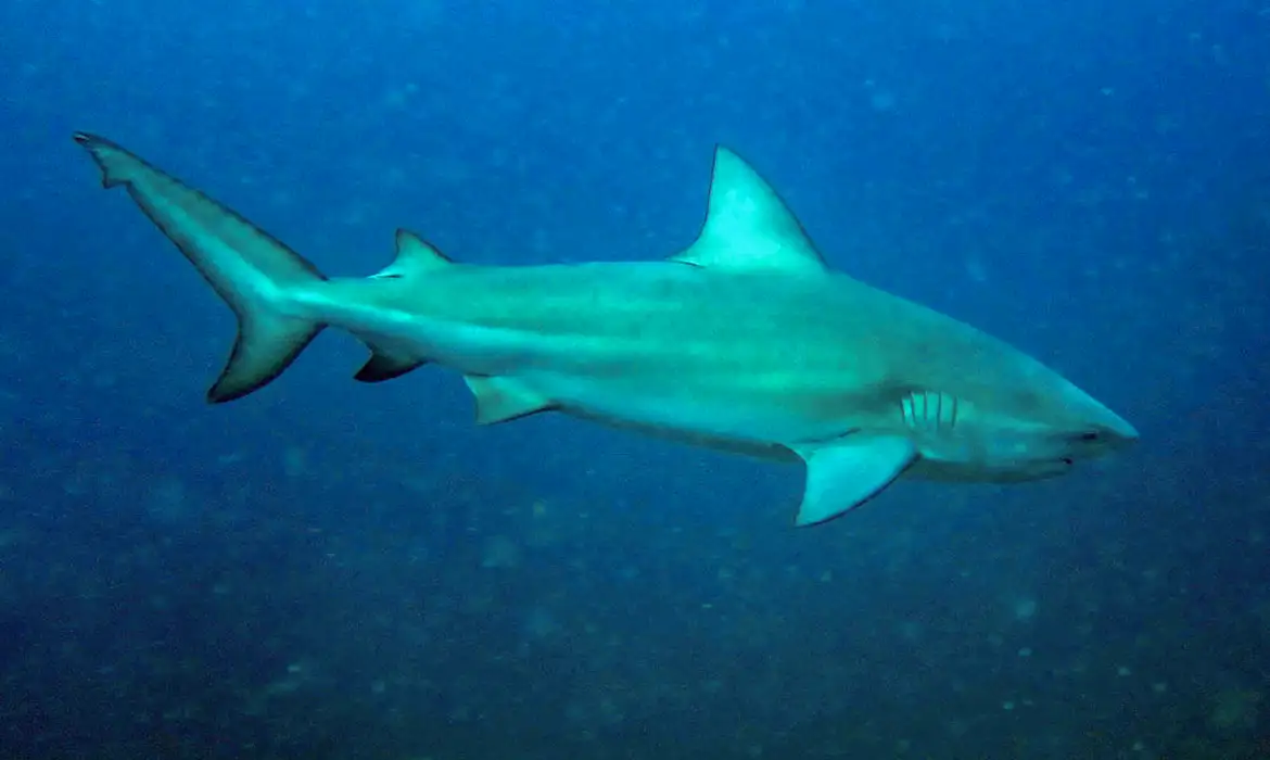 OAB Barro Preto - Tubarão-cabeça-chata é provável espécie que atacou garoto em Olinda