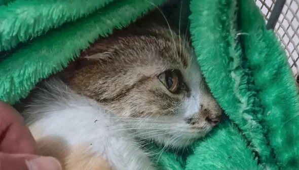 Mulher é presa após arremessar gata do 12º andar de prédio em Curitiba