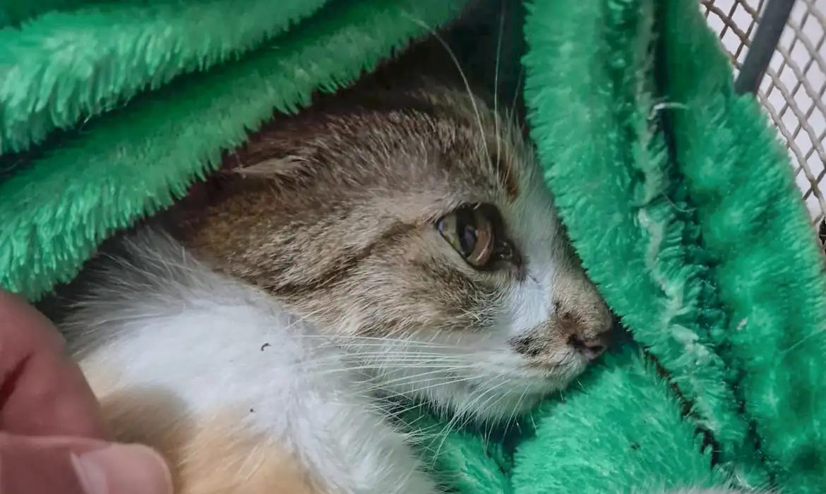 OAB Barro Preto - Mulher é presa após arremessar gata do 12º andar de prédio em Curitiba