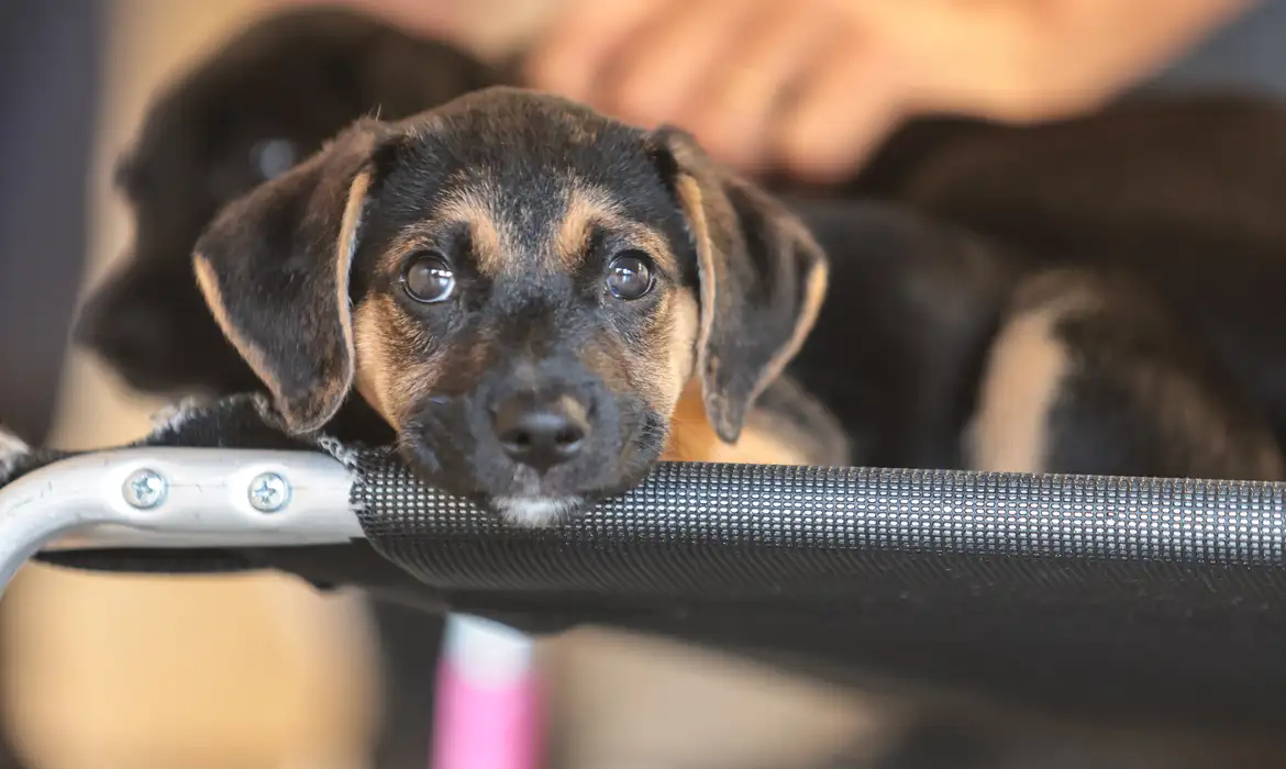 OAB Barro Preto - Saiba como educar crianças e adolescentes para respeitar os animais