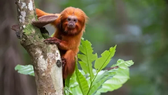 TV Brasil apresenta maratona de série sobre animais em extinção