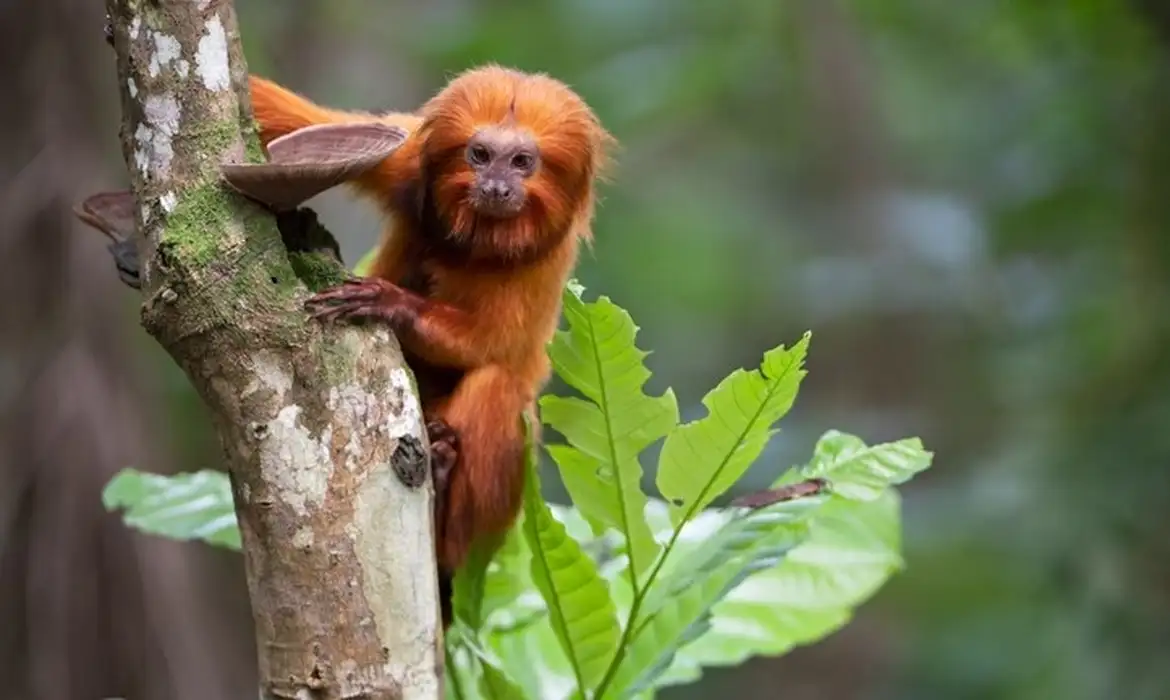 OAB Barro Preto - TV Brasil apresenta maratona de série sobre animais em extinção