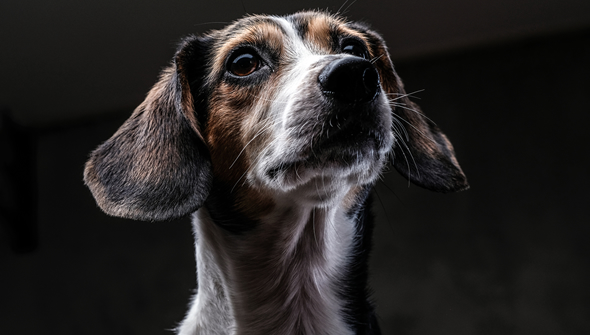 Programa PATAS: Proteção e Dignidade para os Animais de Lagoa Santa