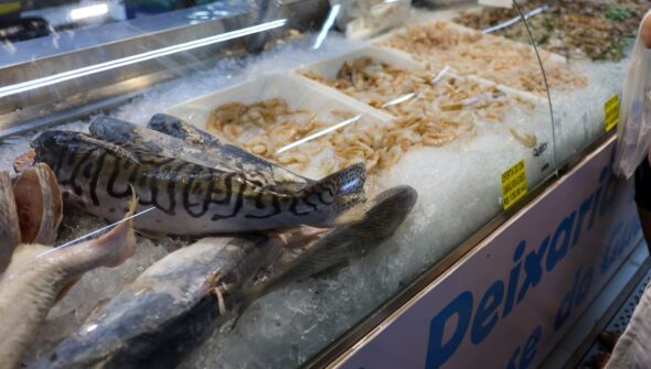 Vigilância Sanitária orienta sobre compra de pescado na Semana Santa