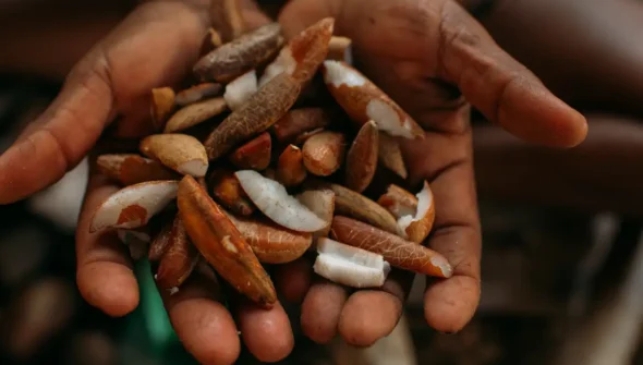 Instituto oferece bolsas para estimular bioeconomia amazônica