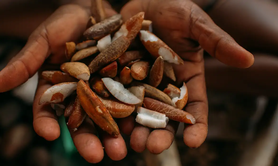 OAB Barro Preto - Instituto oferece bolsas para estimular bioeconomia amazônica