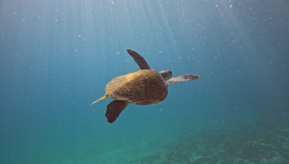 Pesquisa quer descobrir de onde vêm tartarugas que vivem em Arraial