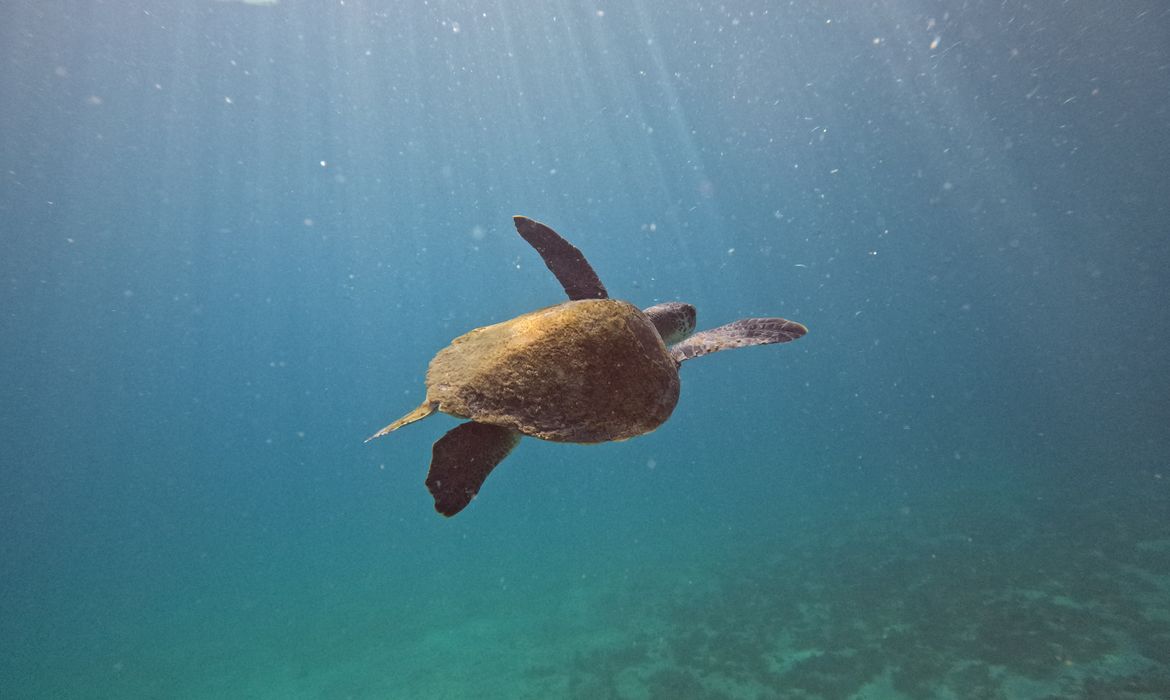 OAB Barro Preto - Pesquisa quer descobrir de onde vêm tartarugas que vivem em Arraial